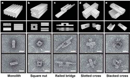 electron microscope images of dna