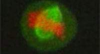 Mitosis.jpg