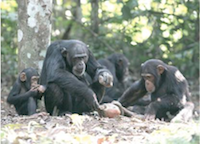 small-chimp-anvil.png