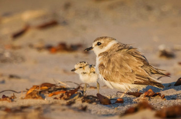 Western-Snowy-Plover-Male-chick_Coal-Oil-Point-CA.jpg