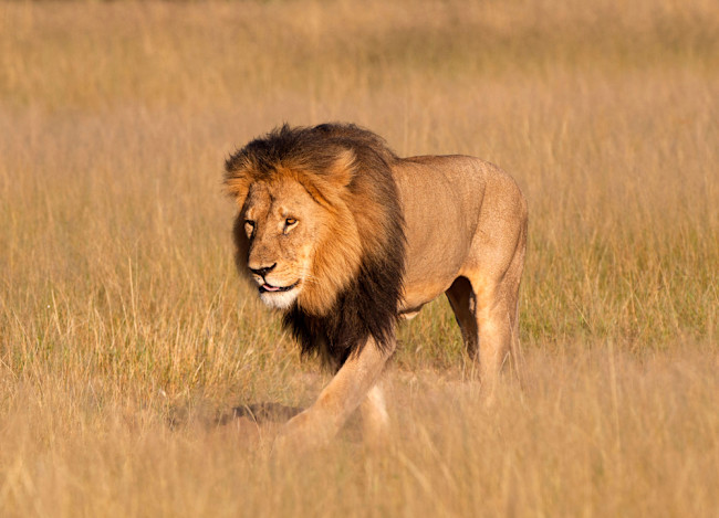 Cecil the Lion's Conservation Legacy | Discover Magazine