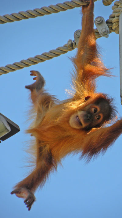 Orangutan_baby_reaching.jpg