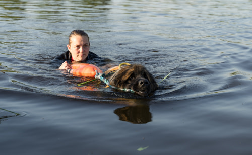  Leonberger dog pulling a drowning person to the shore