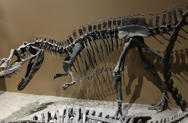 Ceratosaurus mount utah museum 1