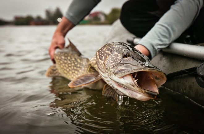 Fishing. Catch and release trophy Northern Pike.