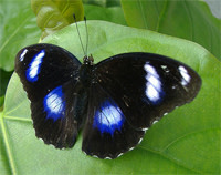Bluemoonbutterfly.jpg