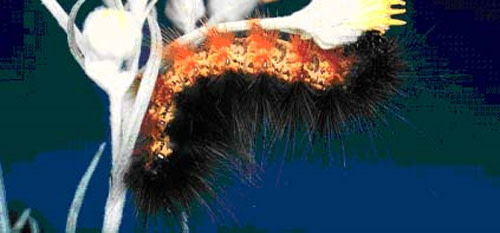 Woolly-bear.jpg