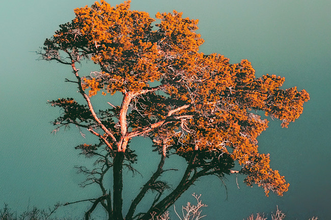 What Makes A Tree A Tree Discover Magazine What Makes A Tree A Tree Discover Magazine