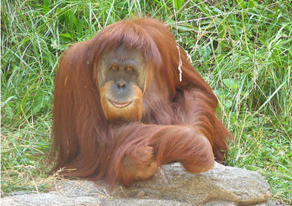 An Active Orangutan Burns Fewer Calories Than a Lazy Human | Discover
