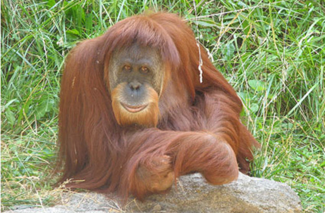 An Active Orangutan Burns Fewer Calories Than a Lazy Human | Discover