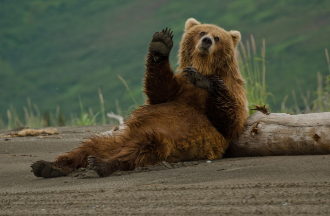 coastal brown bear waving - shutterstock