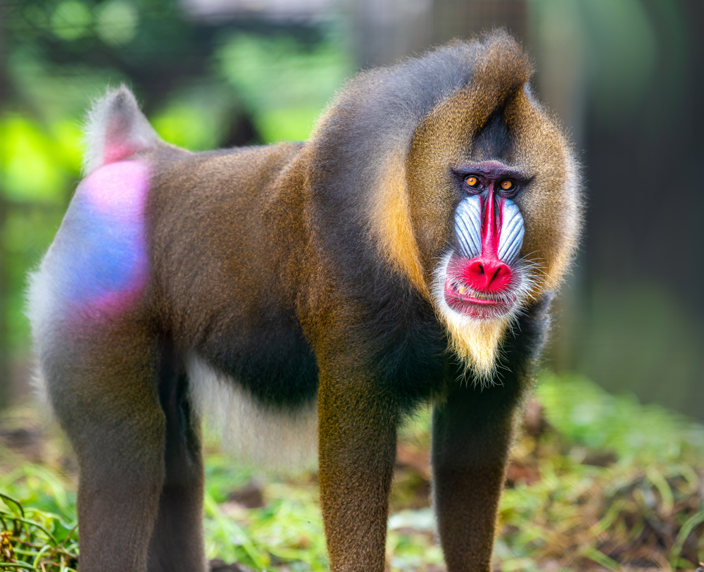 10 Of The Freakiest Animals Found In The Tropical Rainforest | Discover  Magazine