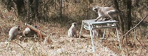 Vervet-monkey-markets.jpg