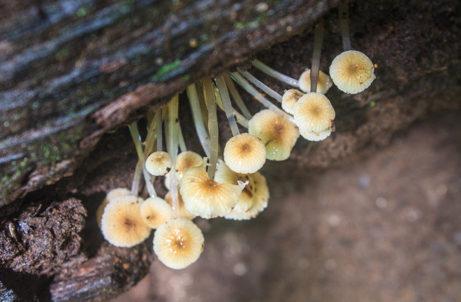 Symbiotic fungi