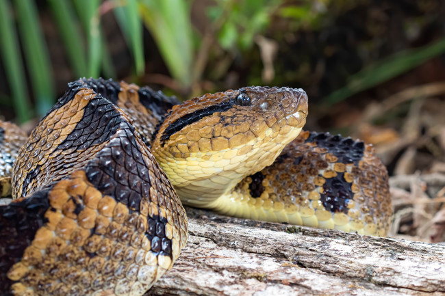 poisonous snakes in costa rica
