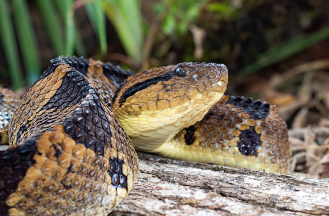 Fer-de-lance snake in Costa Rica