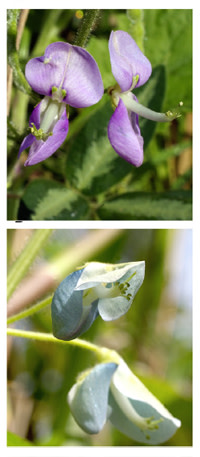 Flowers.jpg