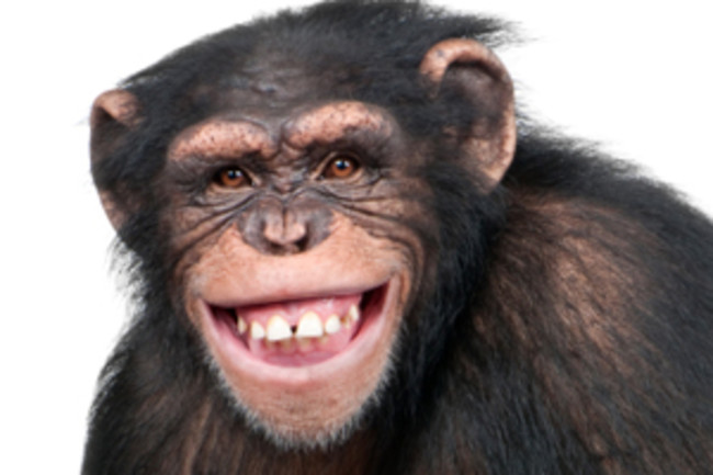 Monkey See Monkey Do Monkey Connect Discover Magazine Monkey See Monkey Do Monkey Connect Discover Magazine