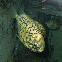 Pineconefish.jpg
