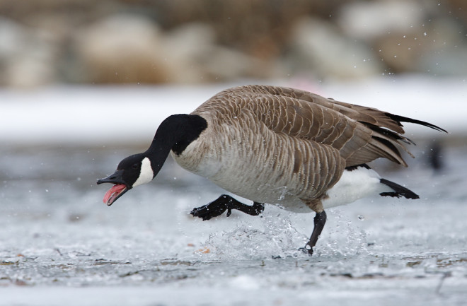 Goose Stomping