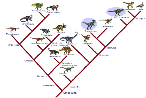 cladogramDino.jpg