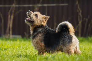 Norwich Terrier Dog - Shutterstock