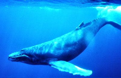 Humpback_Whale_underwater_shot.jpg