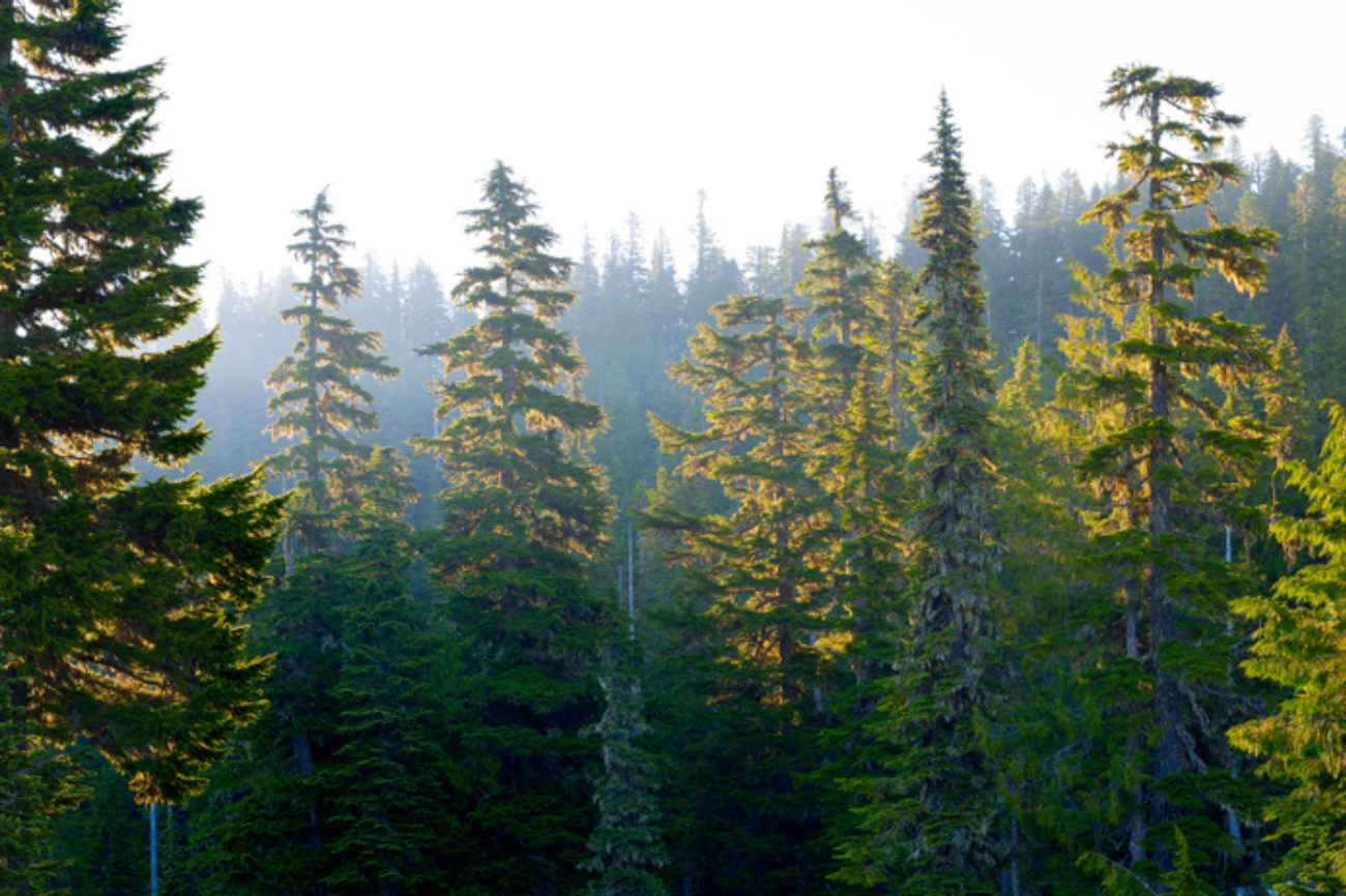 Millions of Years Ago, These North American Forests Disappeared for Good