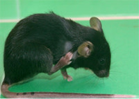 Itchy-mouse.jpg