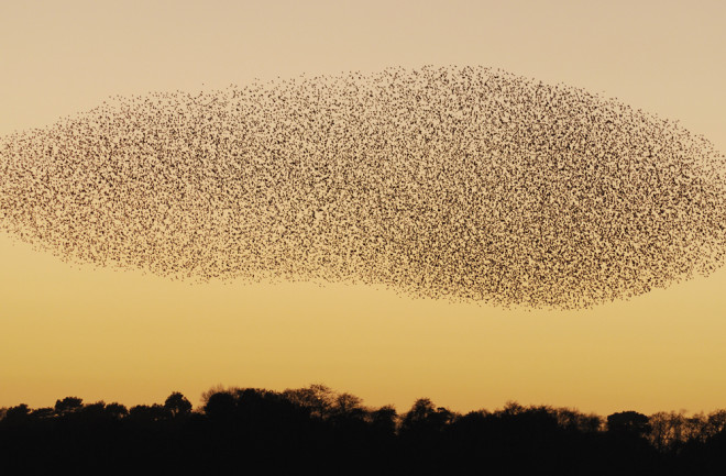 Flock of Birds - Science Source