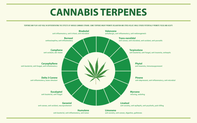 cannabis terpenes -shutterstock