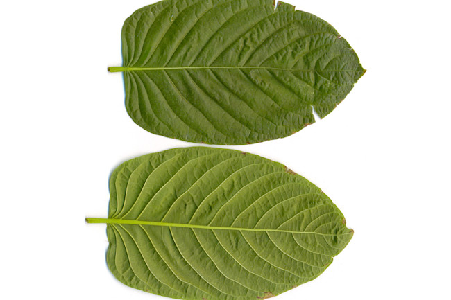 kratom leaves