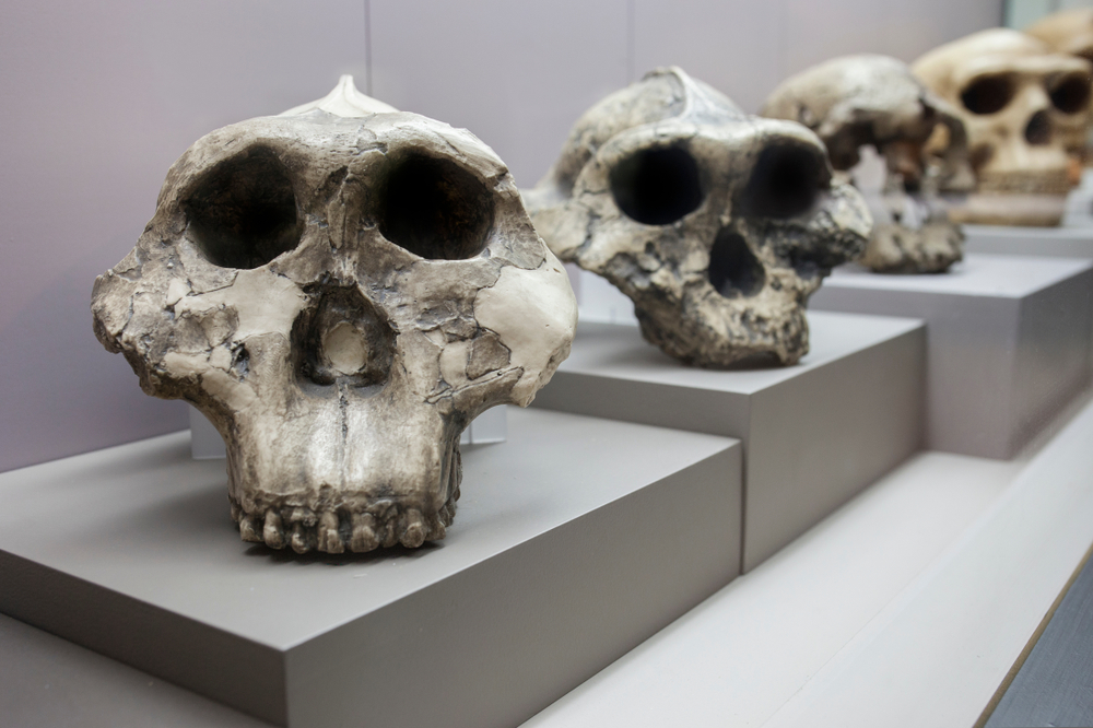 early hominids teeth