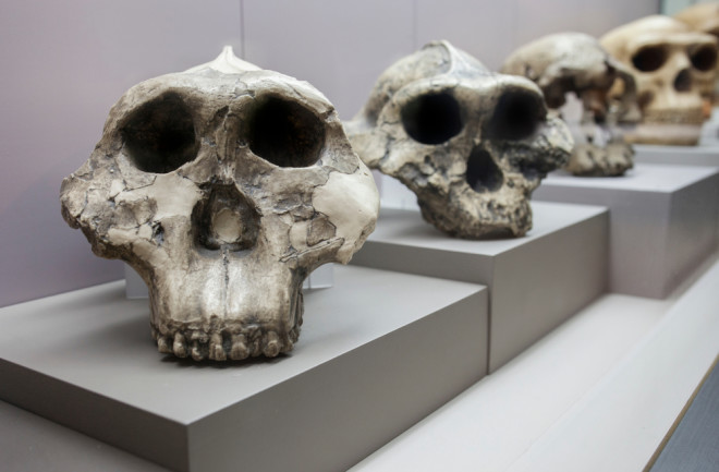 skulls human evolution - shutterstock