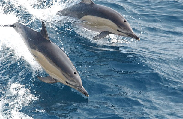 Common_dolphins.jpg