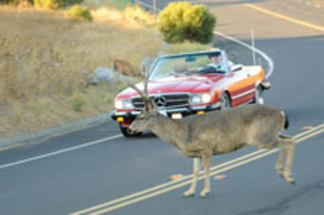 roadkill.jpg