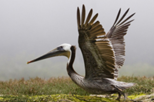 brown-pelican.jpg
