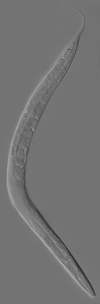 800px-Adult_Caenorhabditis_.png