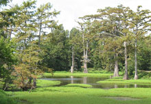yazoo-wetlands.jpg