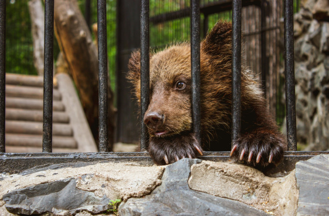 Cages bear cub