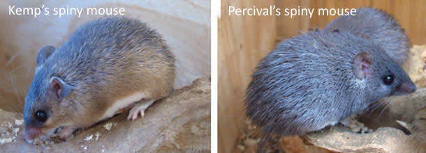 Spiny-mice.jpg