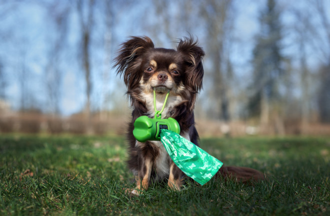 chihuahua dog walk dog poop bags compostable ecofriendly - shutterstock