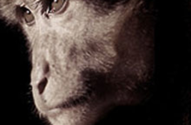 macaque-stare220.jpg