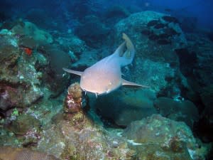 shark-top-300x225.jpg