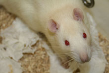 mice.jpg
