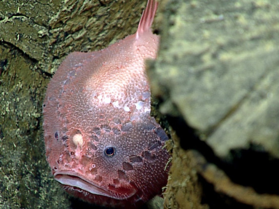 Life Finds a Way Deep in the Mariana Trench | Discover Magazine