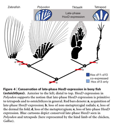 paddlefish%20limb%20evolution.jpg