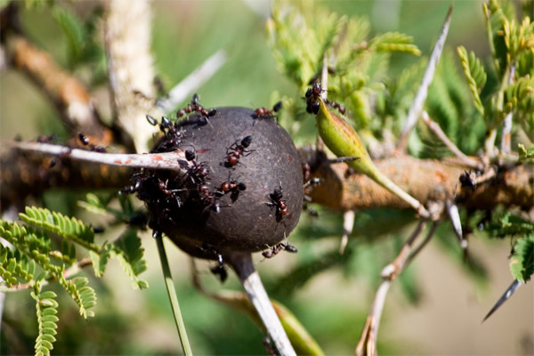 Crematogaster.jpg