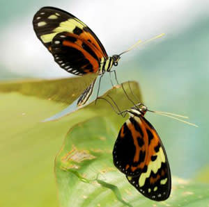 butterflies.jpg
