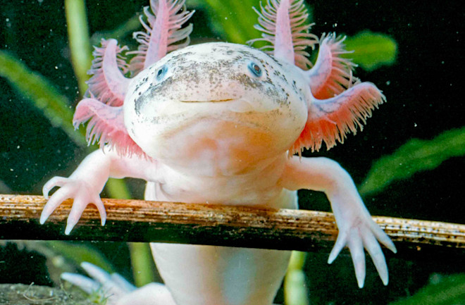 What the Axolotl's Limb-Regenerating Capabilities Have to Teach Us